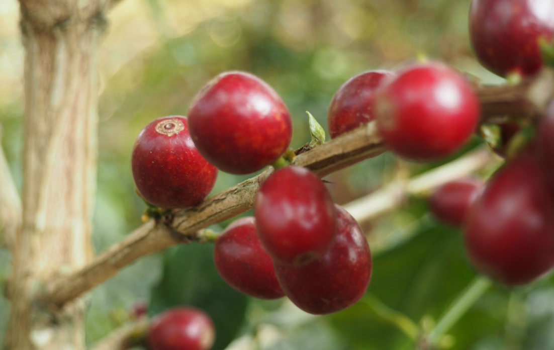 Villa Rica - Peru (organic #1)