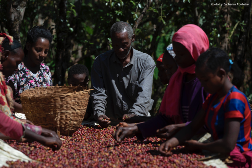 Ethiopia - Kebede Maro - Exe Coffee Roasters 